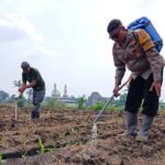 Perkuat Ketahanan Pangan, Pak Bhabin Polresta Malang Kota Turun ke Ladang Dampingi Petani Sirami Tanaman Jagung