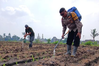 Perkuat Ketahanan Pangan, Pak Bhabin Polresta Malang Kota Turun ke Ladang Dampingi Petani Sirami Tanaman Jagung
