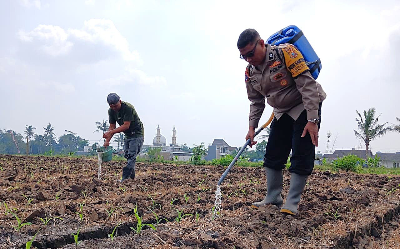 Perkuat Ketahanan Pangan, Pak Bhabin Polresta Malang Kota Turun ke Ladang Dampingi Petani Sirami Tanaman Jagung